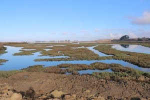 Elkhorn_Slough_designated_%22Wetland_of_International_Importance%22_02